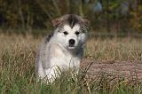 ALASKAN MALAMUTE 523